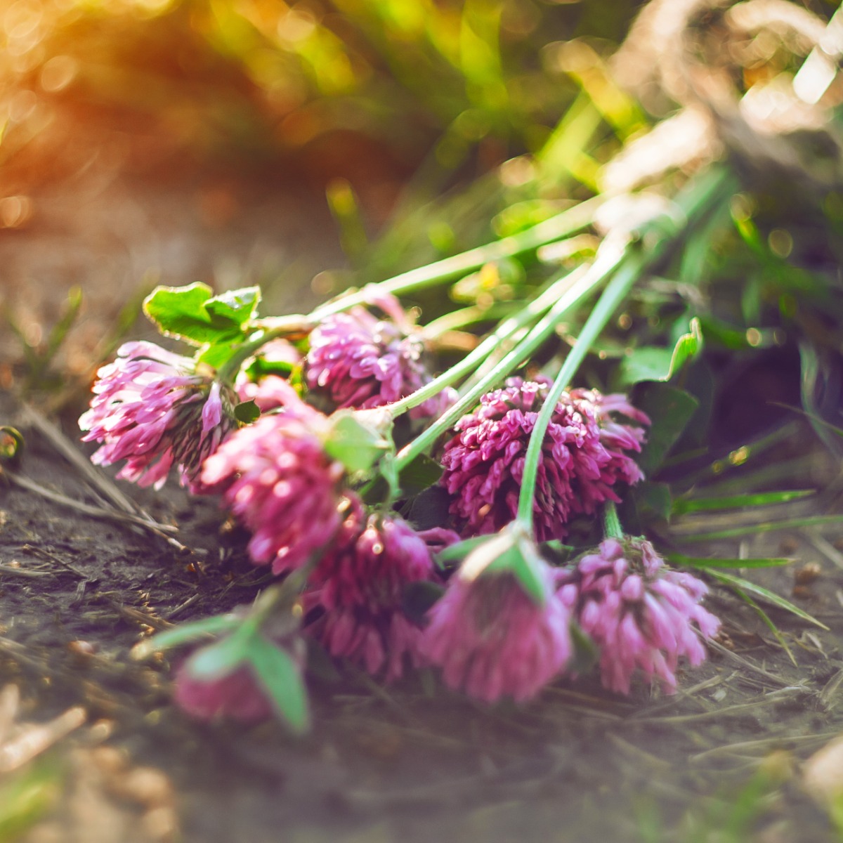 Tisane Trèfle rouge, 100gr