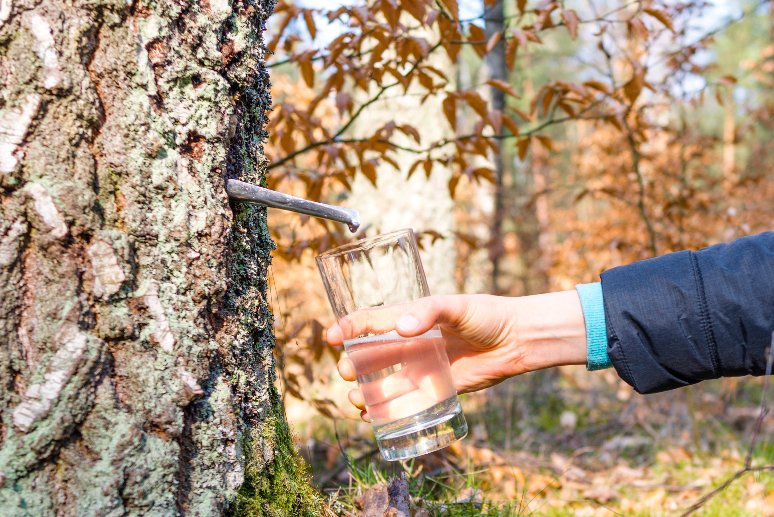 Sortie Botanique 8 mars : Une journée Récolte de Sève de Bouleau & à la Rencontre des plantes du Printemps
