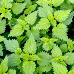 Purin d'ortie Andermatt Biogarten – Image 2