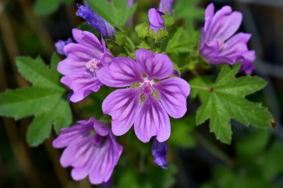 Tisane Mauve, 100gr