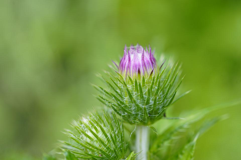 Bardane, teinture-mère, 50ml