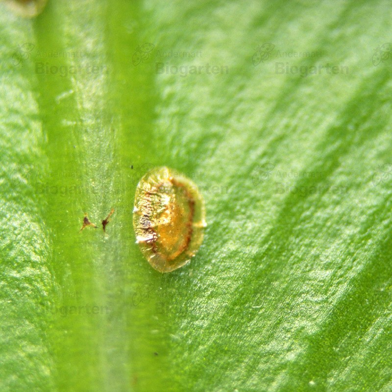 Rapisal AF contre les cochenilles et autres ravageurs Andermatt Biogarten – Image 2